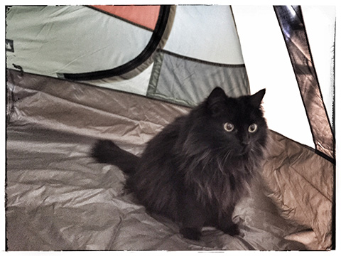 tent_kitty