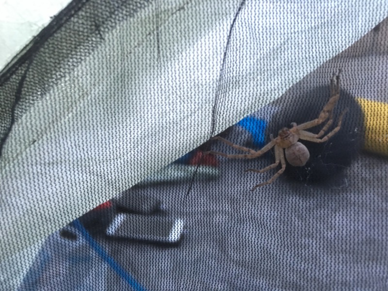 Woke up with this on the tent!!
