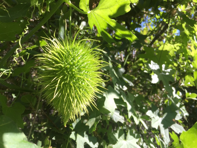 These things are all along the trail.