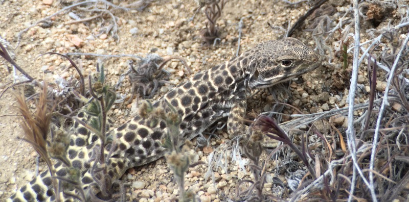 Rob spotted this leopard lizard. Not something we've seen before. Apparently they eat other lizards, and they have a painful bite.