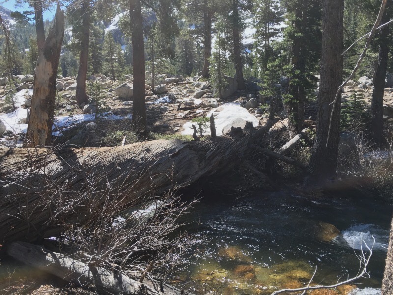 Log spanning half of Rancheria Creek.
