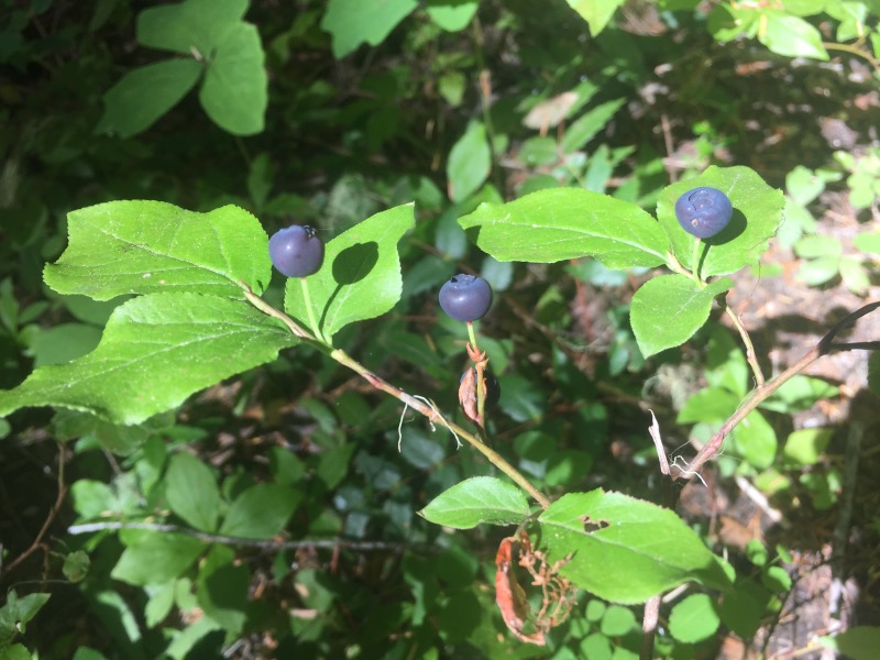 Huckleberries