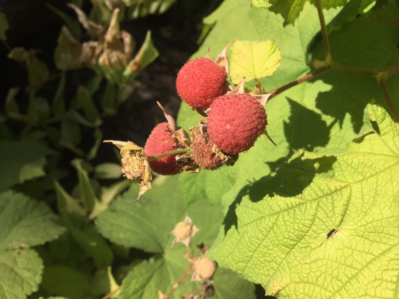 Thimbleberries. These are like flavorful raspberries that fall apart as soon as you pick them.