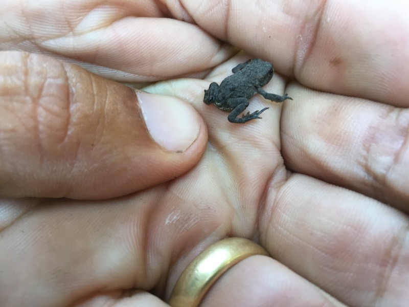 Tiny frogs! There were dozens of them all over the trail.